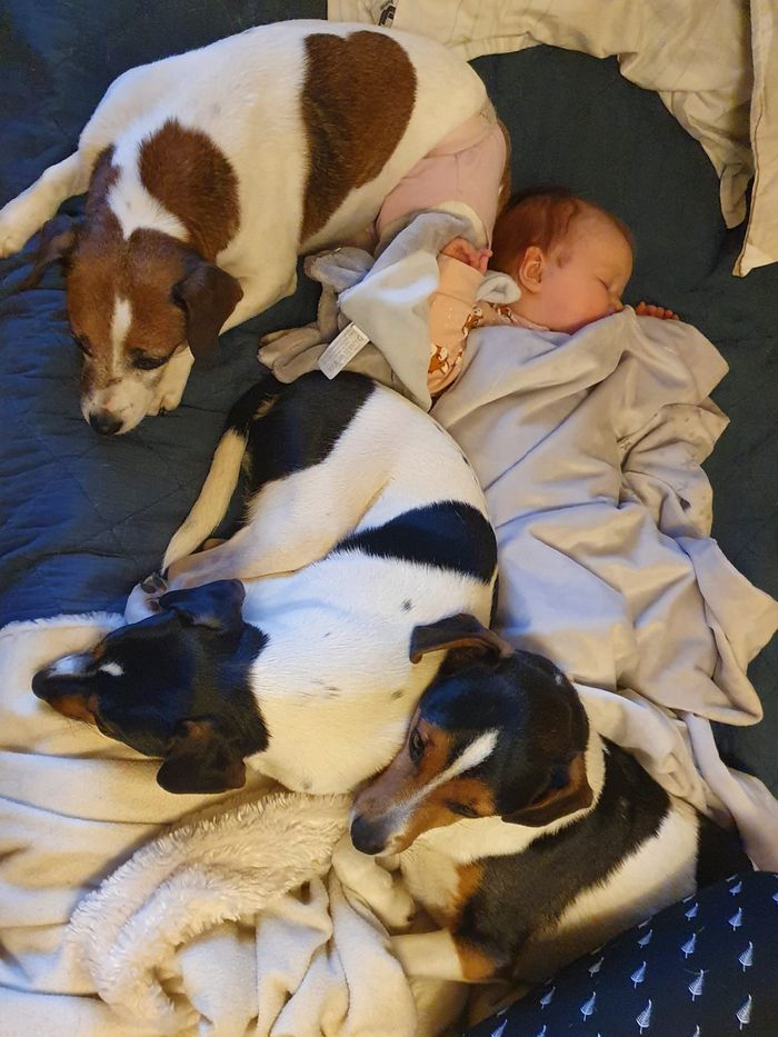 Vårat älskade barnbarn somnar så varmt och tryggt hos Bella, Star och Tiger. Ida ligger lite längre ner på sängen. Men så mysigt. 